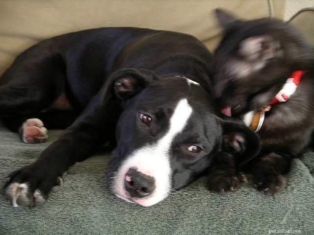 Seamless Integration: A Proven Guide to Introducing Your Cat to a Dog