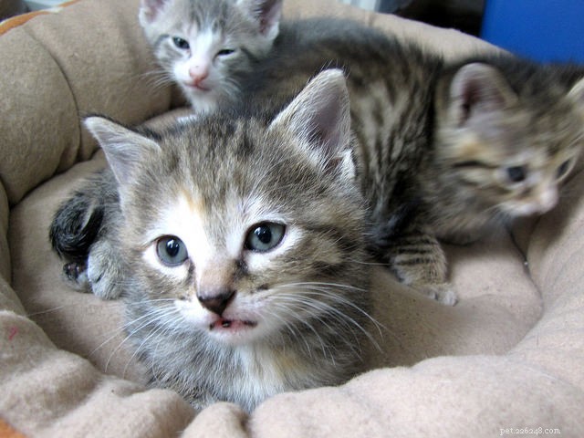 8 Proven Tips to Socialize Kittens Quickly & Safely