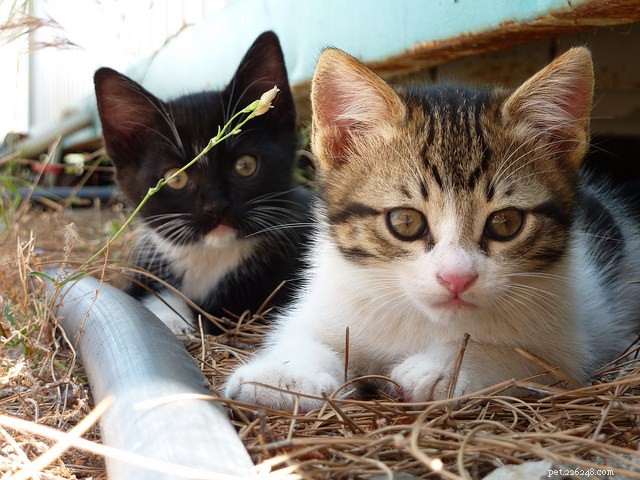 8 Proven Tips to Socialize Kittens Quickly & Safely