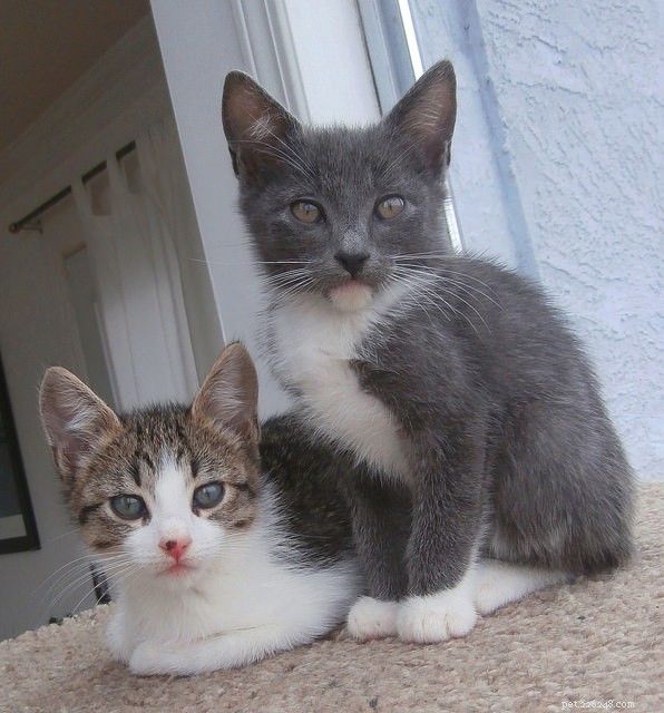 8 Proven Tips to Socialize Kittens Quickly & Safely