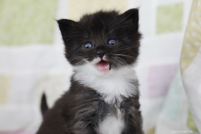8 Proven Tips to Socialize Kittens Quickly & Safely
