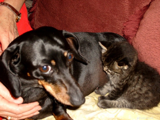 8 Proven Tips to Socialize Kittens Quickly & Safely