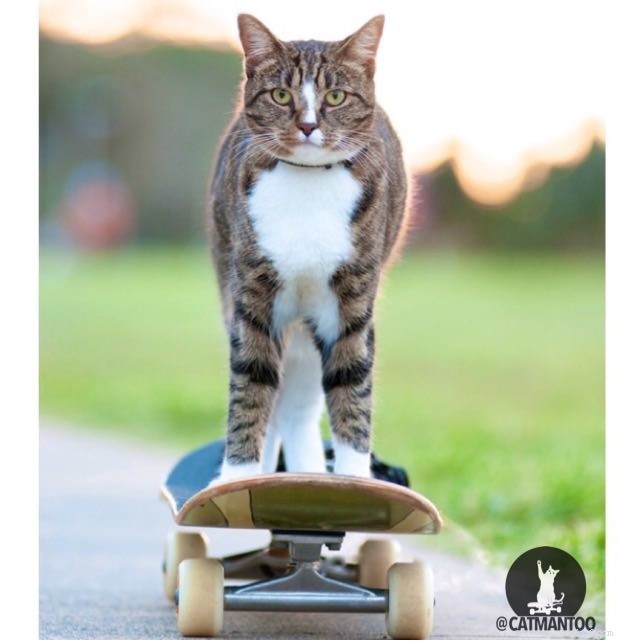 Didga: The Cat with Unbelievable Trick Skills