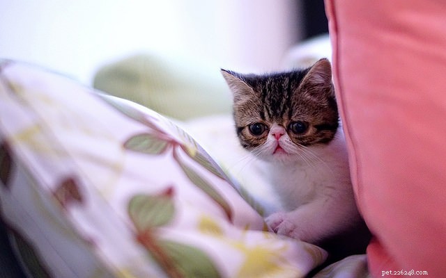6 Expert Reasons to Avoid Punishing Your Cat