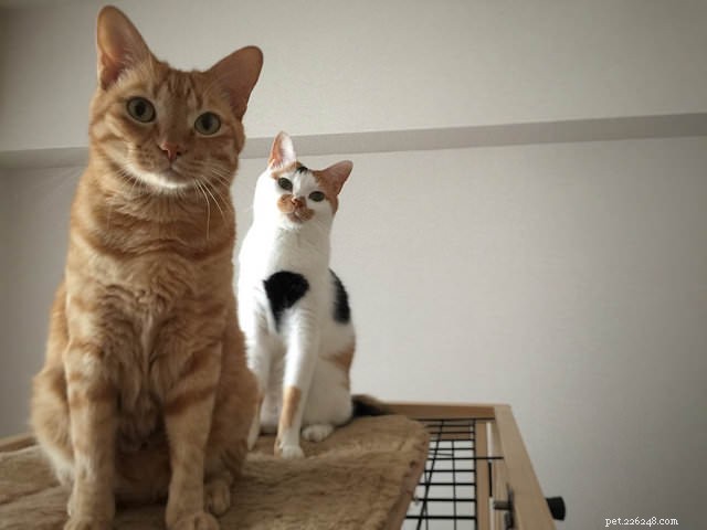 6 Expert Reasons to Avoid Punishing Your Cat