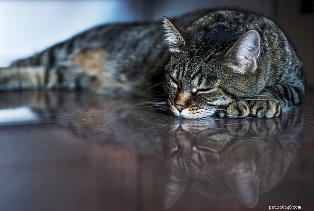6 Expert Reasons to Avoid Punishing Your Cat