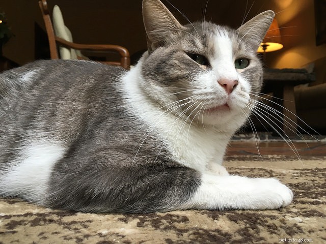 6 Expert Reasons to Avoid Punishing Your Cat