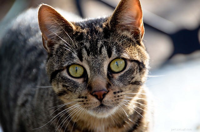 Helping a Semi-Feral Cat Thrive at Home: 8 Proven Tips
