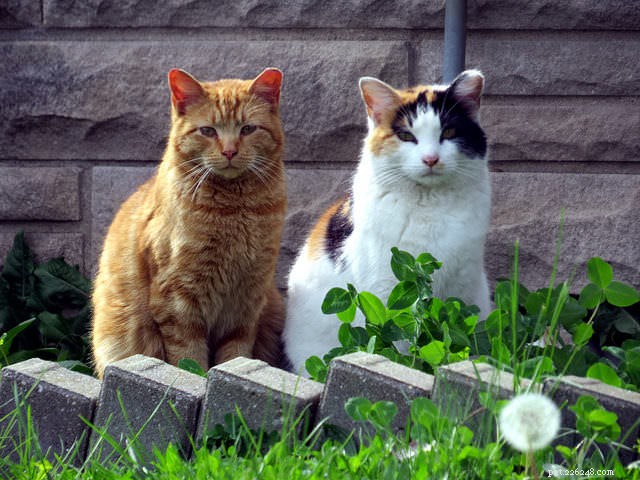 Helping a Semi-Feral Cat Thrive at Home: 8 Proven Tips