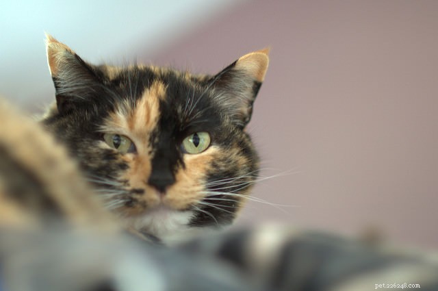 Helping a Semi-Feral Cat Thrive at Home: 8 Proven Tips