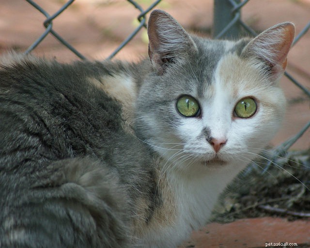 Helping a Semi-Feral Cat Thrive at Home: 8 Proven Tips