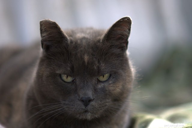 Helping a Semi-Feral Cat Thrive at Home: 8 Proven Tips