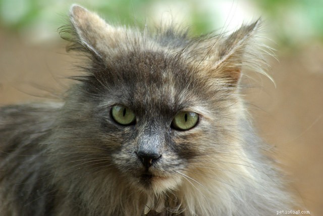 Helping a Semi-Feral Cat Thrive at Home: 8 Proven Tips