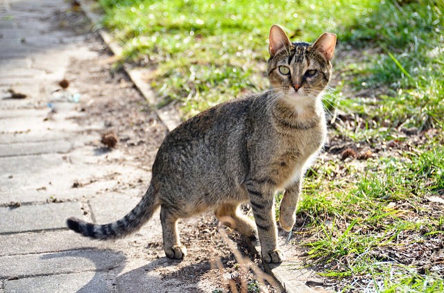 Helping a Semi-Feral Cat Thrive at Home: 8 Proven Tips