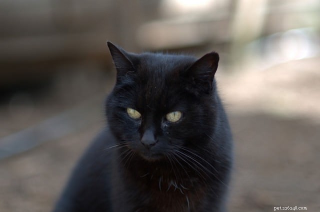 Helping a Semi-Feral Cat Thrive at Home: 8 Proven Tips