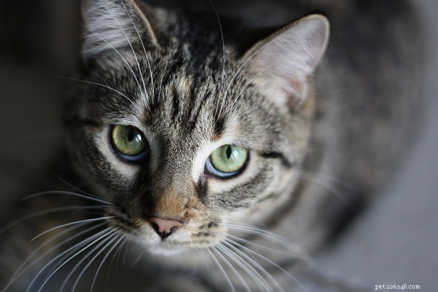 How to Sleep Through Your Cat’s Nocturnal Activity: 5 Proven Strategies