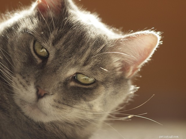 How to Sleep Through Your Cat’s Nocturnal Activity: 5 Proven Strategies