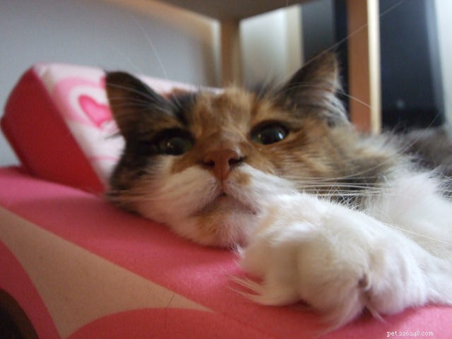 How to Sleep Through Your Cat’s Nocturnal Activity: 5 Proven Strategies