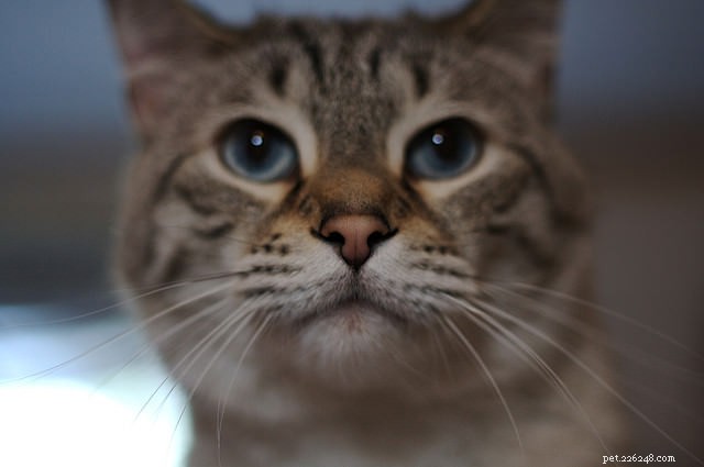 How to Sleep Through Your Cat’s Nocturnal Activity: 5 Proven Strategies