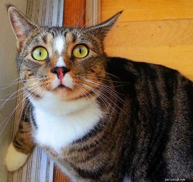 Are You Unintentionally Reinforcing Your Cat s Bad Habits?