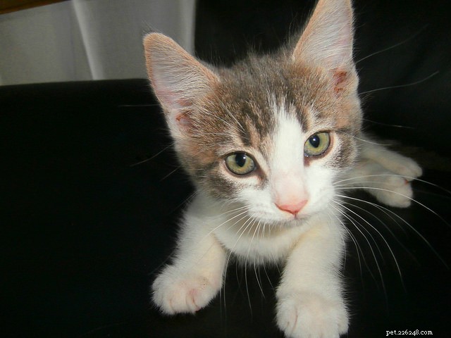How to Litter‑Train Your New Kitten: 7 Proven Tips