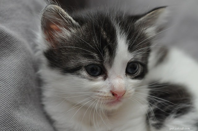 How to Litter‑Train Your New Kitten: 7 Proven Tips