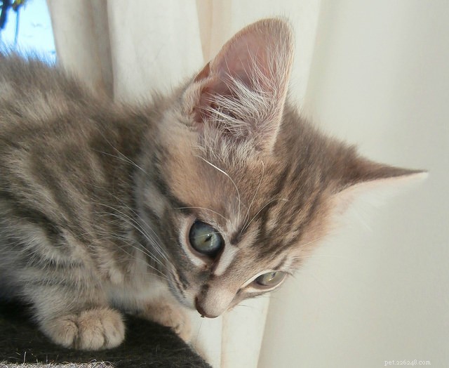 How to Litter‑Train Your New Kitten: 7 Proven Tips