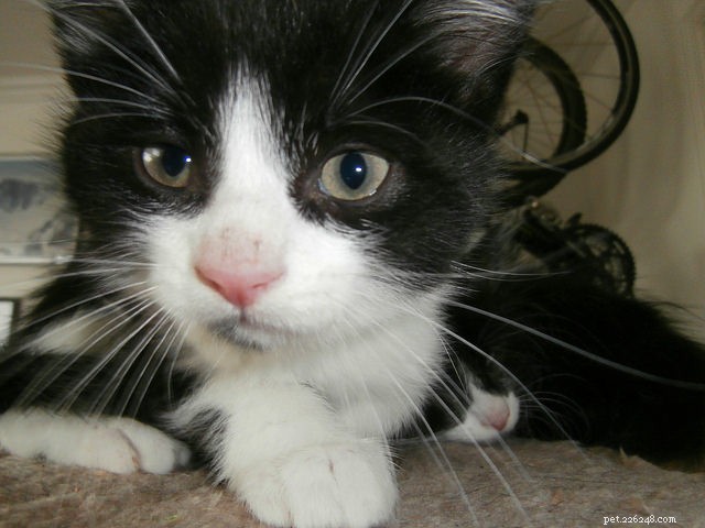 How to Litter‑Train Your New Kitten: 7 Proven Tips