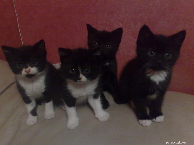 How to Litter‑Train Your New Kitten: 7 Proven Tips