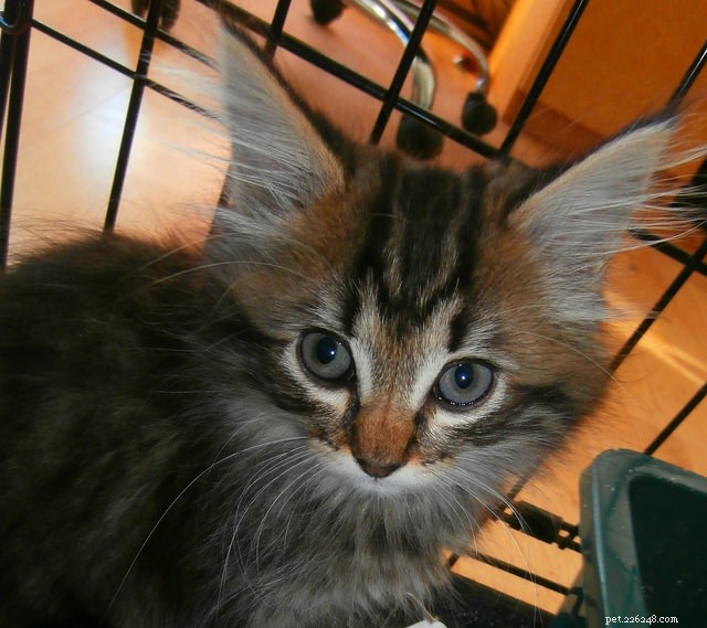 How to Litter‑Train Your New Kitten: 7 Proven Tips
