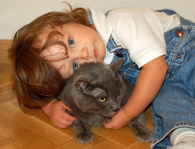 Could Your Cat Become a Certified Therapy Animal? A Step‑by‑Step Guide
