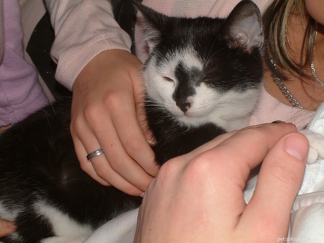 Could Your Cat Become a Certified Therapy Animal? A Step‑by‑Step Guide
