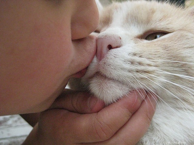 Could Your Cat Become a Certified Therapy Animal? A Step‑by‑Step Guide