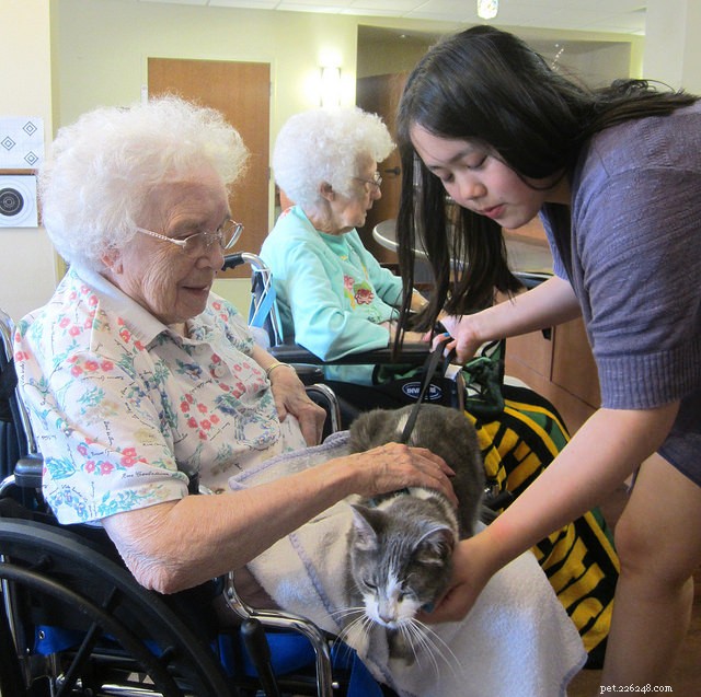 Could Your Cat Become a Certified Therapy Animal? A Step‑by‑Step Guide