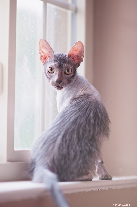 Discover the Lykoi: The Majestic  Wolf  Cat Breed