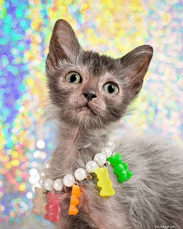 Discover the Lykoi: The Majestic  Wolf  Cat Breed