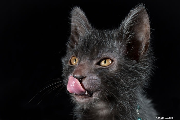Discover the Lykoi: The Majestic  Wolf  Cat Breed