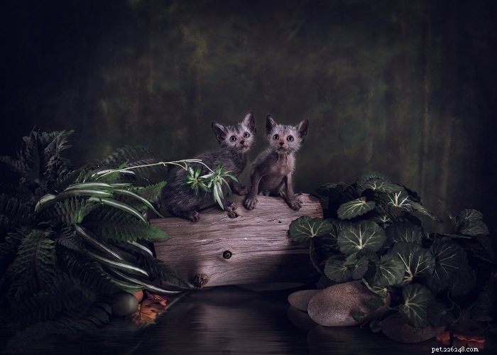Discover the Lykoi: The Majestic  Wolf  Cat Breed