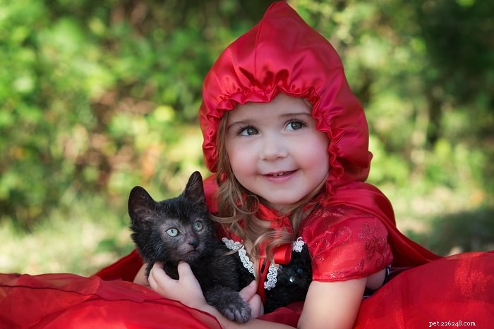 Discover the Lykoi: The Majestic  Wolf  Cat Breed
