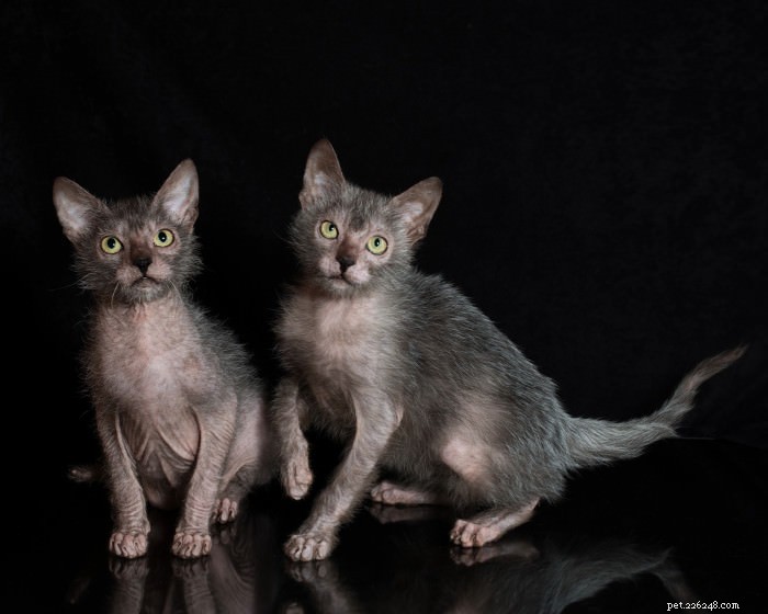 Discover the Lykoi: The Majestic  Wolf  Cat Breed