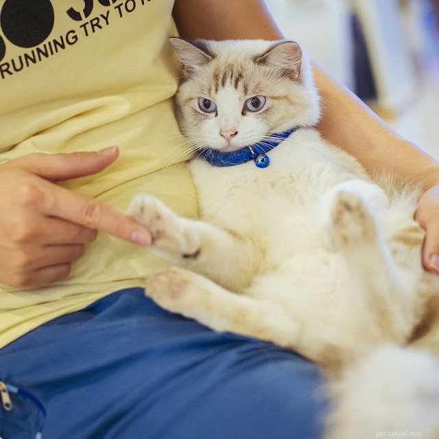 5 Fascinating Ragdoll Cat Facts You Might Not Know
