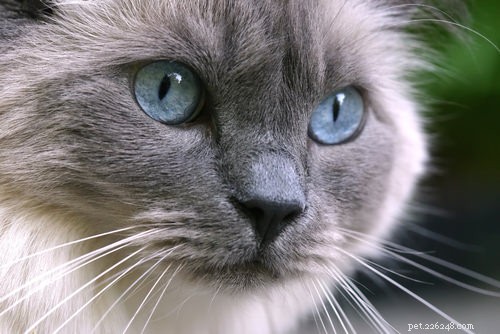 5 Fascinating Ragdoll Cat Facts You Might Not Know