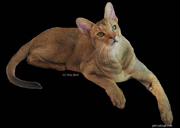 Explore 7 Trending Designer Cat Breeds: Traits, Care, and Popularity