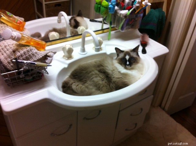 5 Fascinating Ragdoll Cat Facts You Might Not Know