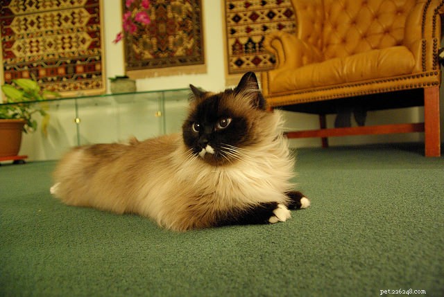 5 Fascinating Ragdoll Cat Facts You Might Not Know