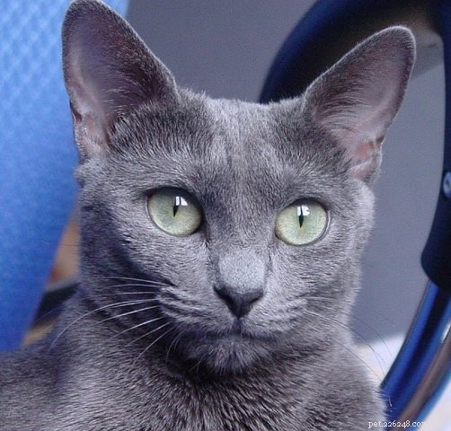 Discover 5 Surprising Facts About the Elegant Russian Blue Cat