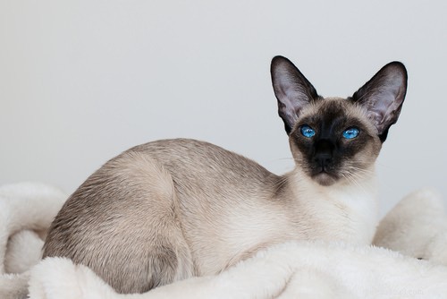 Discover Thailand’s 7 Iconic Cat Breeds: History, Traits & Care