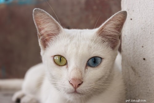 Discover Thailand’s 7 Iconic Cat Breeds: History, Traits & Care