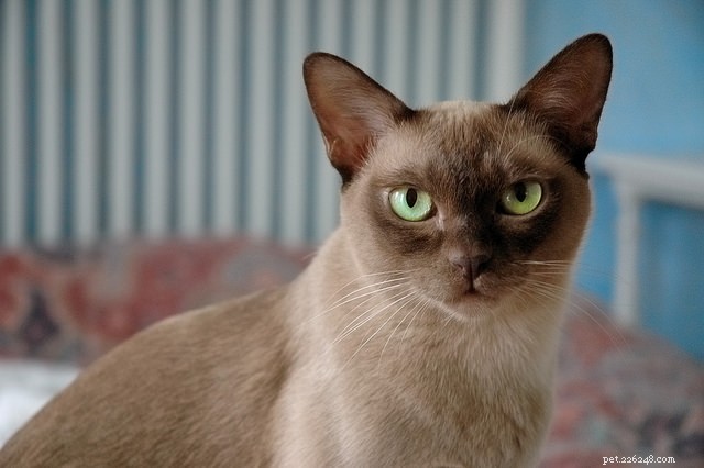 Discover Thailand’s 7 Iconic Cat Breeds: History, Traits & Care