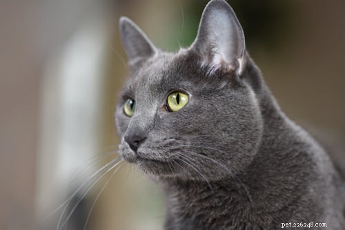 Discover Thailand’s 7 Iconic Cat Breeds: History, Traits & Care